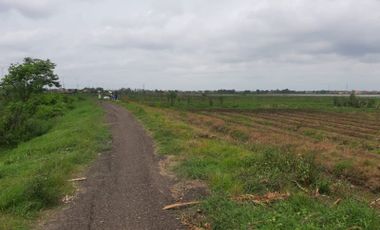 Jual Tanah sangat luas di Desa Kaligangsa Kulon Kabupaten Brebes