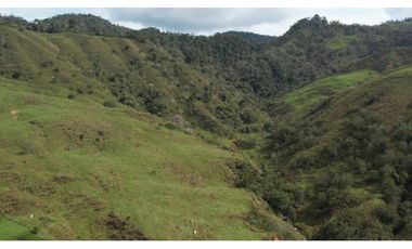 Venta de Finca Ganadera en San Roque, Antioquia