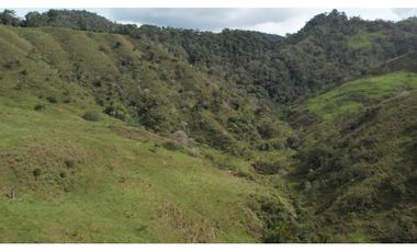 Venta de Finca Ganadera en San Roque, Antioquia