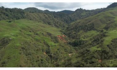 Venta de Finca Ganadera en San Roque, Antioquia
