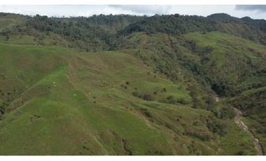 Venta de Finca Ganadera en San Roque, Antioquia