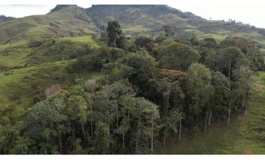 Venta de Finca Ganadera en San Roque, Antioquia