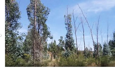 Rento terreno Juventino Rosas 500 hectareas