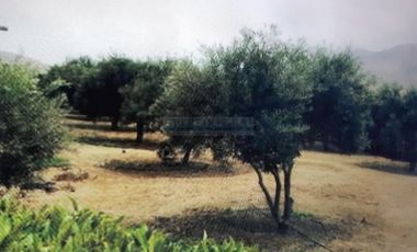 Terrenos Residenciales Venta Proyecto Condominio El Olivar Pampa La Quipa  - PUCUSANA