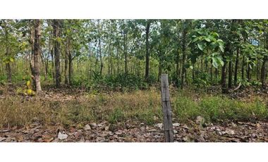 FINCA DE 10 HECTREAS DAVID