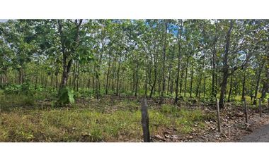 FINCA DE 10 HECTREAS DAVID