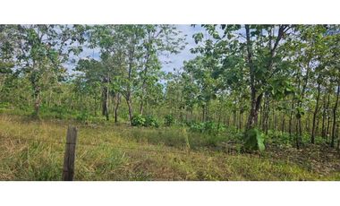 FINCA DE 10 HECTREAS DAVID