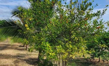 Finca en Venta Los Bajos de Montecristi
