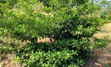 Finca en Venta Los Bajos de Montecristi