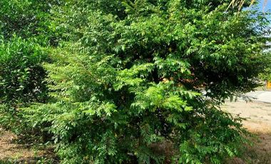 Finca en Venta Los Bajos de Montecristi