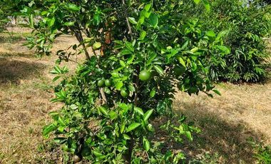 Finca en Venta Los Bajos de Montecristi