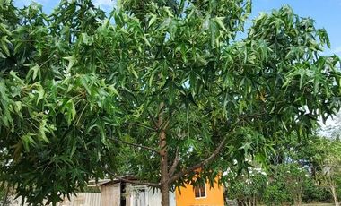Finca en Venta Los Bajos de Montecristi