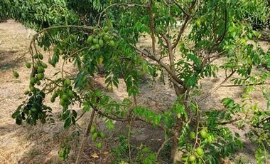 Finca en Venta Los Bajos de Montecristi
