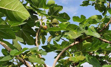 Finca en Venta Los Bajos de Montecristi