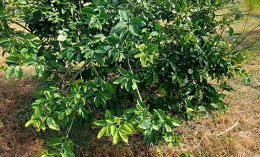Finca en Venta Los Bajos de Montecristi