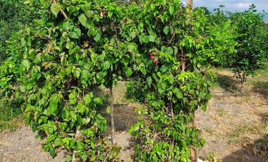 Finca en Venta Los Bajos de Montecristi
