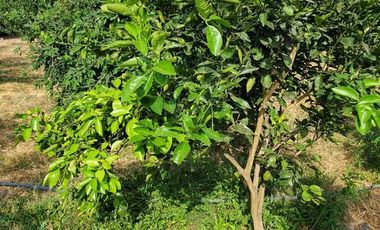 Finca en Venta Los Bajos de Montecristi