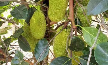 Finca en Venta Los Bajos de Montecristi