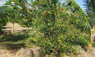 Finca en Venta Los Bajos de Montecristi