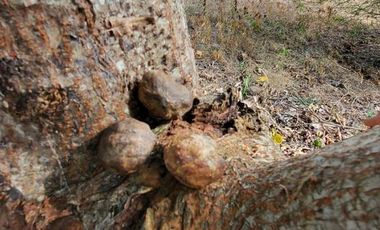 Finca en Venta Los Bajos de Montecristi