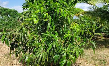 Finca en Venta Los Bajos de Montecristi