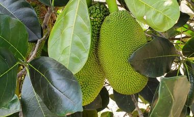 Finca en Venta Los Bajos de Montecristi