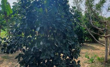 Finca en Venta Los Bajos de Montecristi