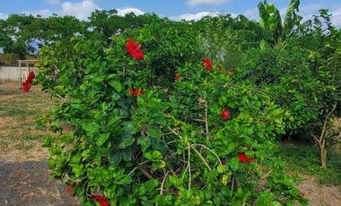 Finca en Venta Los Bajos de Montecristi