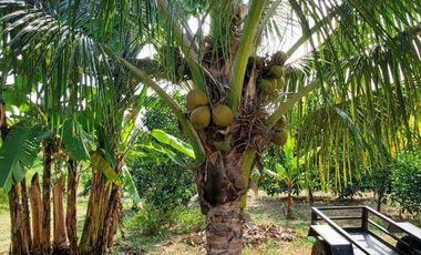 Finca en Venta Los Bajos de Montecristi