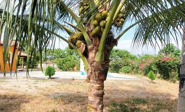 Finca en Venta Los Bajos de Montecristi