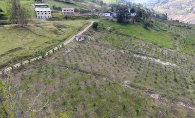 Finca - Norte de Paute