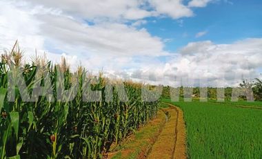 Tanah sawah subur manikyank selemadeg tabanan bali