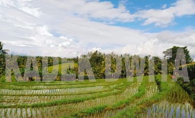 Tanah sawah subur manikyank selemadeg tabanan bali