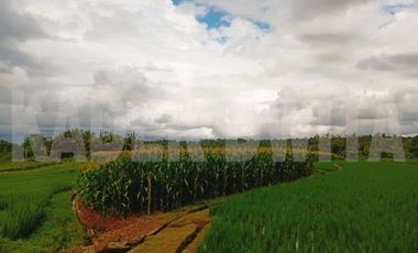Tanah sawah subur manikyank selemadeg tabanan bali