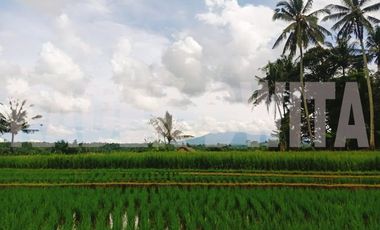 Tanah sawah subur manikyank selemadeg tabanan bali