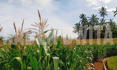 Tanah sawah subur manikyank selemadeg tabanan bali
