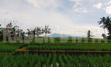 Tanah sawah subur manikyank selemadeg tabanan bali