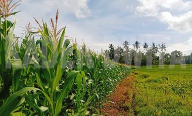 Tanah sawah subur manikyank selemadeg tabanan bali