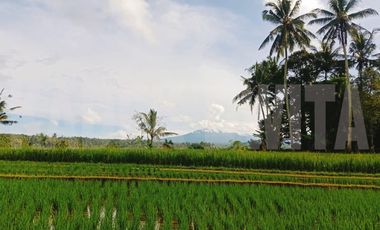 Tanah sawah subur manikyank selemadeg tabanan bali