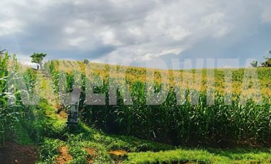 Tanah sawah subur manikyank selemadeg tabanan bali