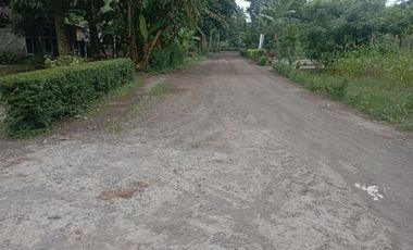 Dijual Tanah Dekat Hutan Mangrove Skema Bayar Mudah Jalan Daendels