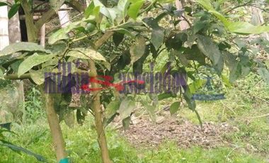 FINCA EN VENTA EN ALTO DEL NUDO/DOSQUEBRADAS