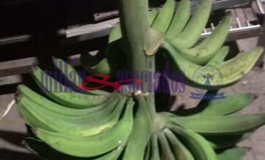 FINCA EN VENTA EN ALTO DEL NUDO/DOSQUEBRADAS