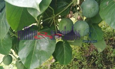 FINCA EN VENTA EN ALTO DEL NUDO/DOSQUEBRADAS