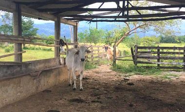 VENTA FINCA VILLAVICENCIO 22.5 HECTAREAS