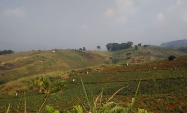 Jual Cepat Tanah Murah 130 Ha Di Sukaresmi Kota Cianjur