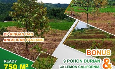 Kavling Kebun Produktif di Bogor Luas 750 Meter Harga 255 Juta