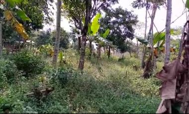Jual tanah kebun pinggir jalan desa Cileunca Bojong Purwakarta Jawa Barat