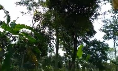 Jual tanah kebun pinggir jalan desa Cileunca Bojong Purwakarta Jawa Barat