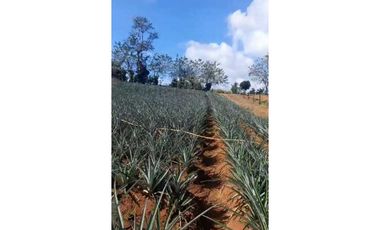 VENDO TERRENO EN LA CHORRERA LOS COROSALES 1 HECTREA CON SEMBRADO